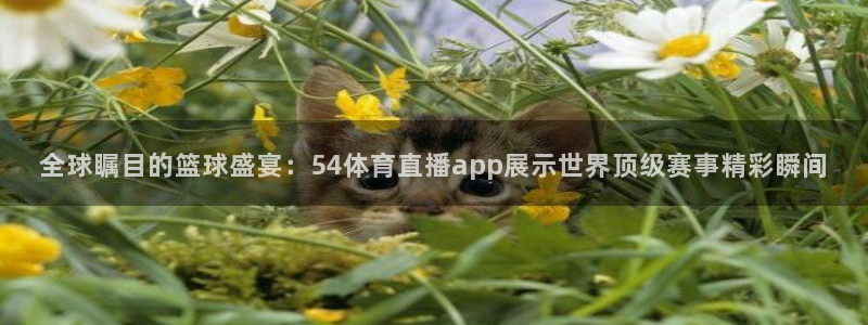 看球吧nba在线高清免费直播：全球瞩目的篮球盛宴：54体育直播app展示世界顶级赛事精彩瞬间