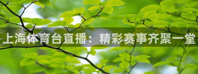 直播看球吧：上海体育台直播：精彩赛事齐聚一堂